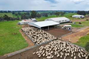 How Does Weather Affect Sheep