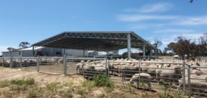 Sheep under covered yards