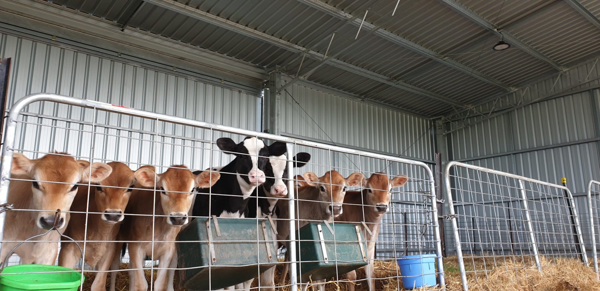 calves in calf shelter
