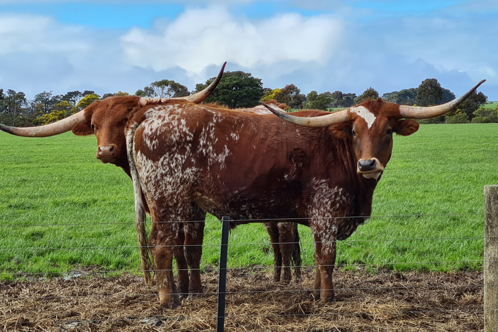 How does weather affect cattle