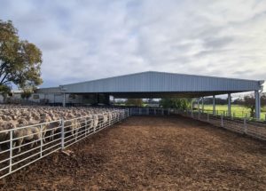 Action Steel sheep yard cover