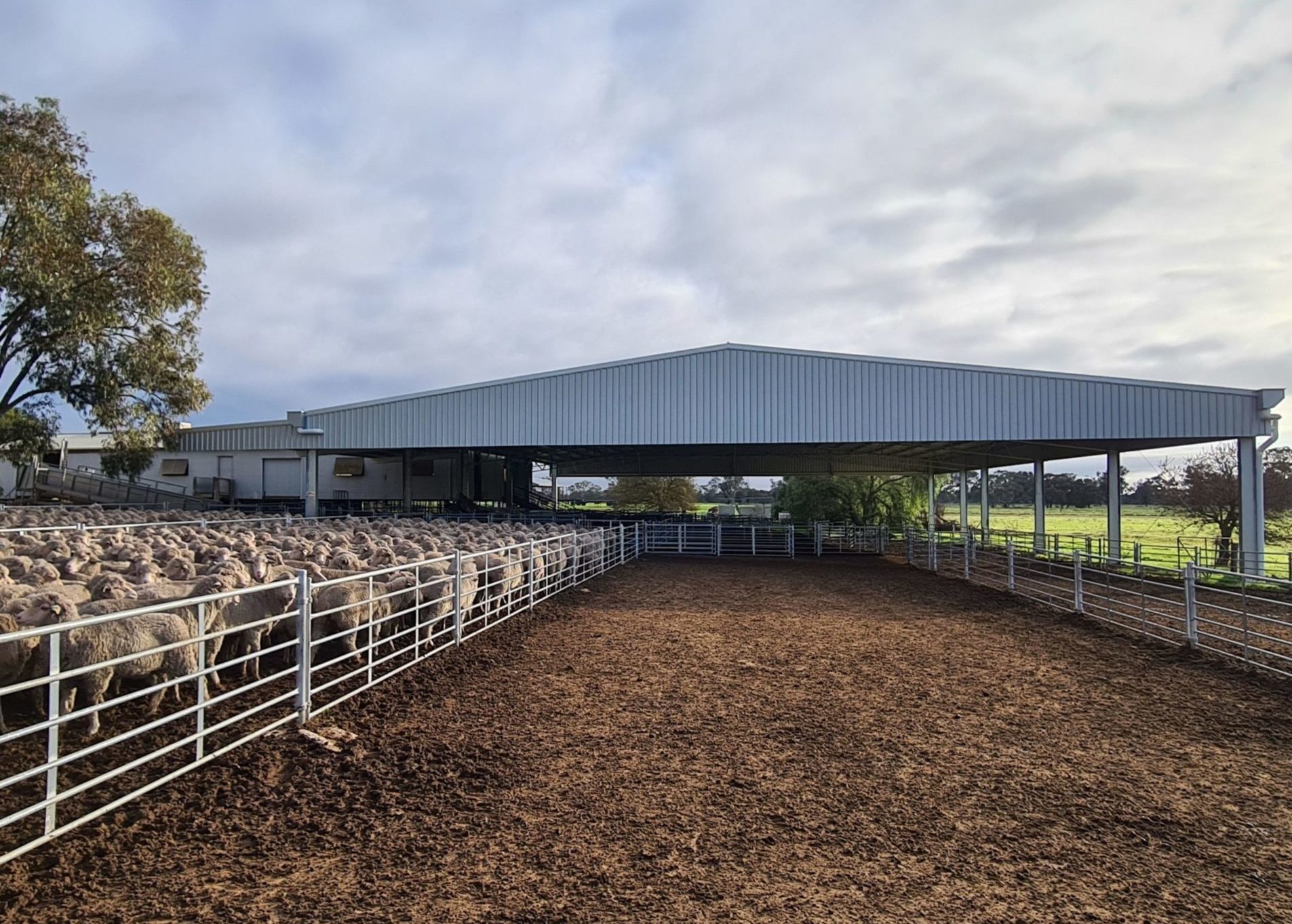 Action Steel sheep yard cover
