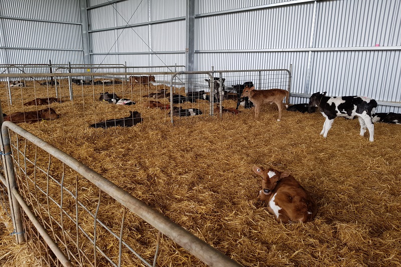 You are currently viewing 15m (W) x 32m (L) calf shed