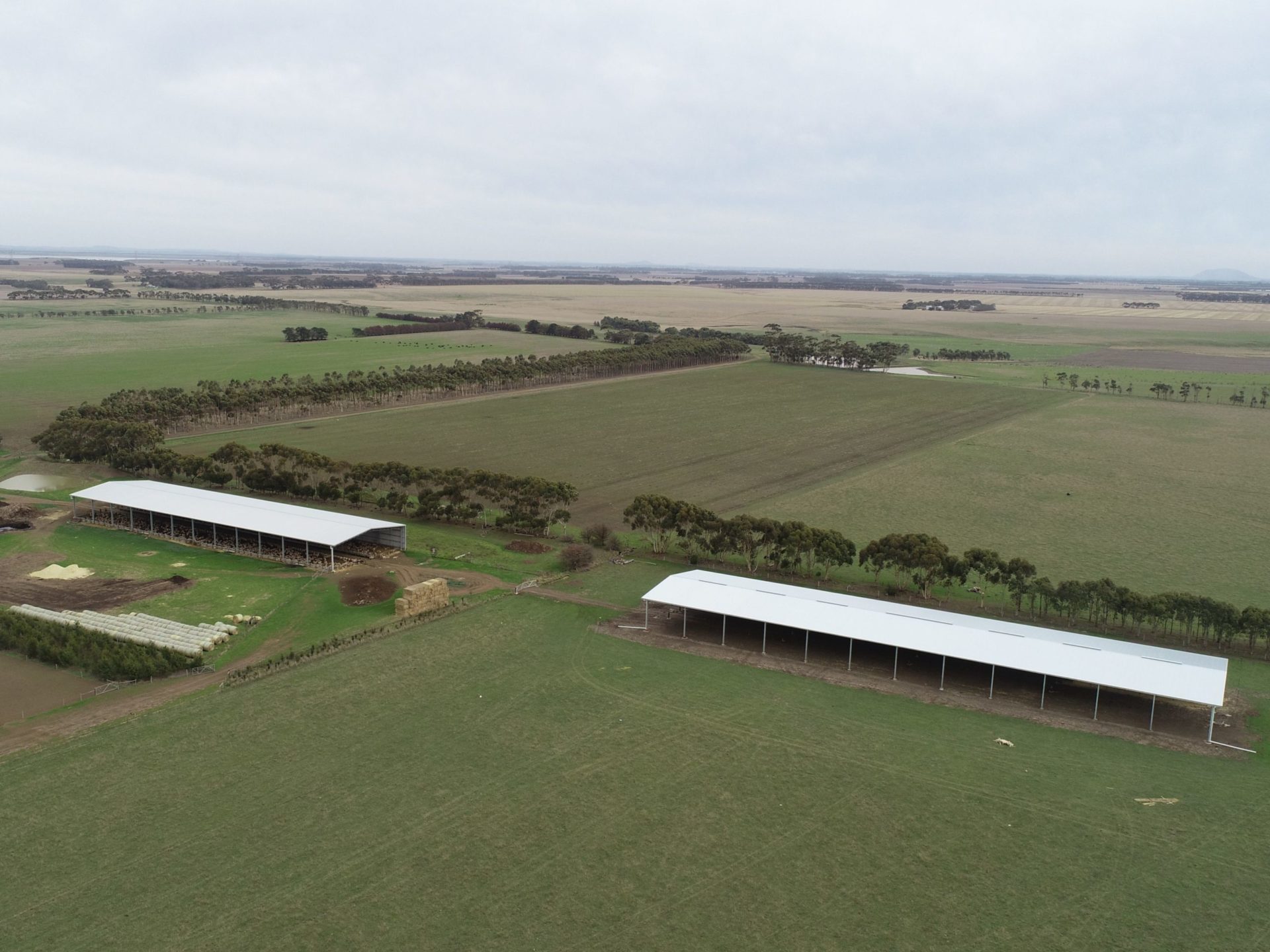 You are currently viewing Two 24 metre span lamb feedlot covers