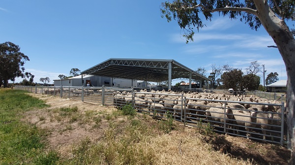 You are currently viewing A 36m x 24m sheep yard cover