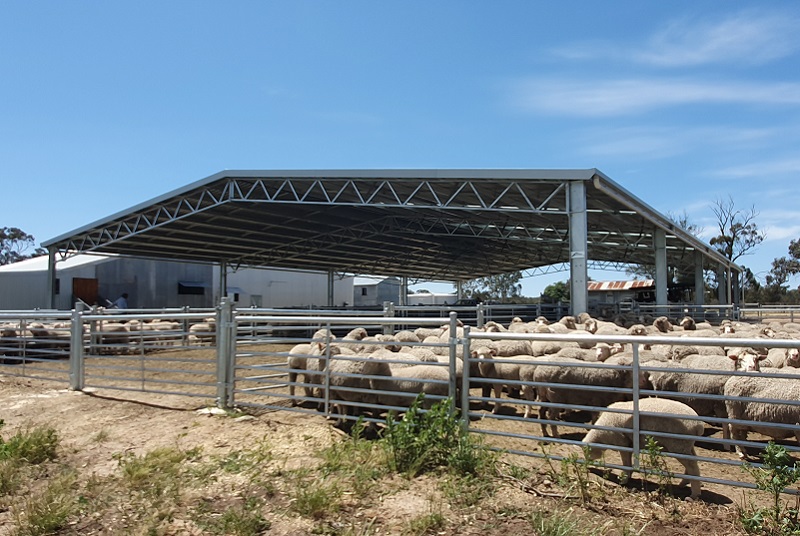 You are currently viewing 24m (W) x 36m (L) x 3.5m (H) sheep yard cover