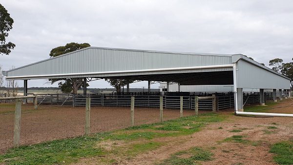 You are currently viewing A 42m x 24m sheep yard cover