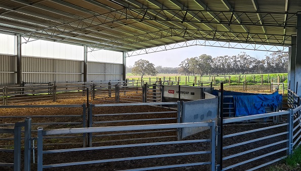You are currently viewing A 48m x 18m shearing shed and sheep yard cover
