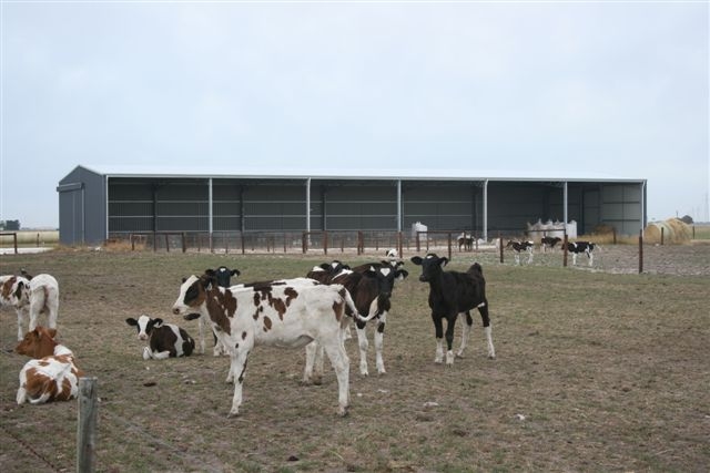 calving shelter with 3 sides and dairy shed