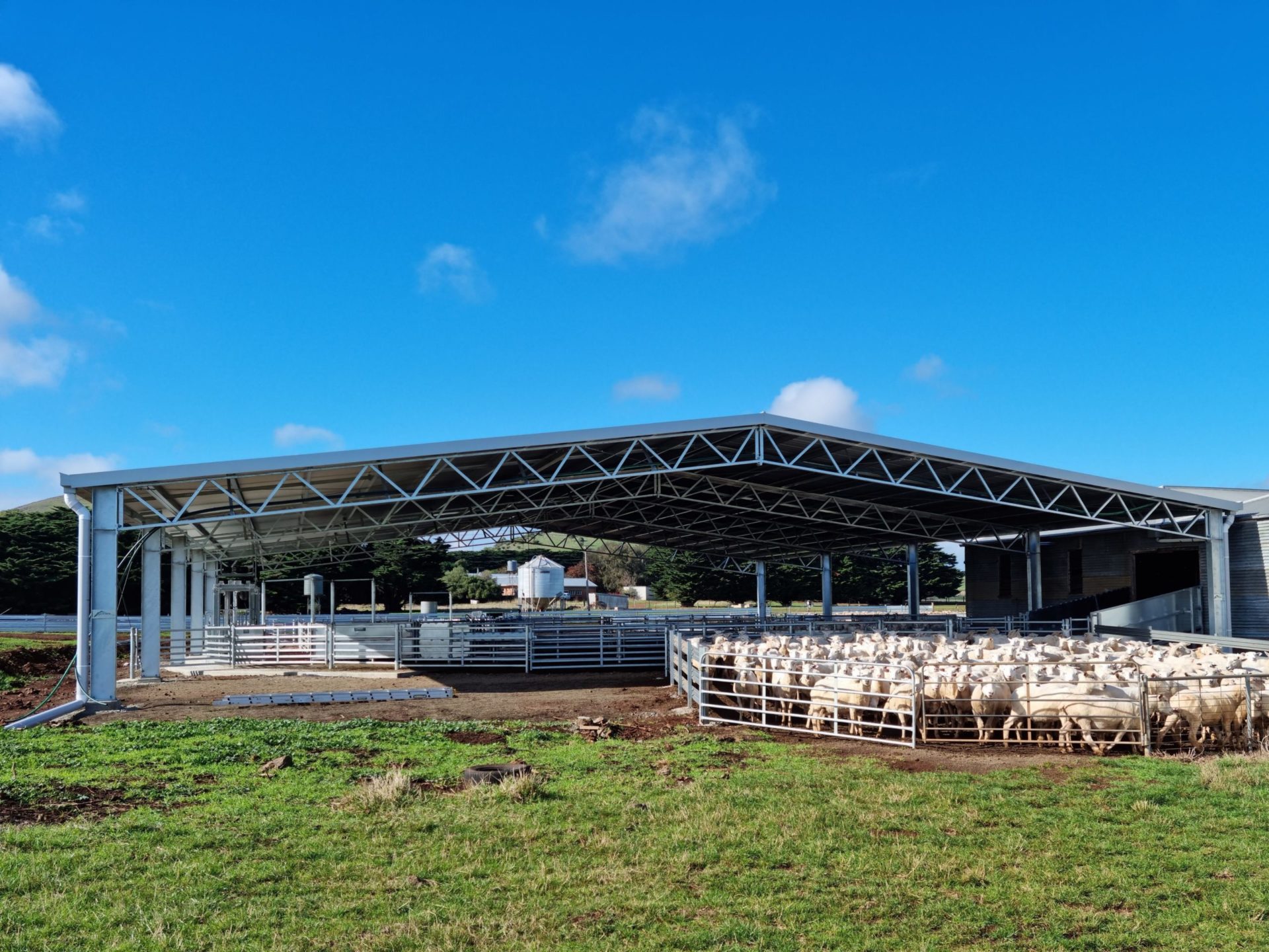 You are currently viewing 28m x 24m x 3.6m sheep yard cover