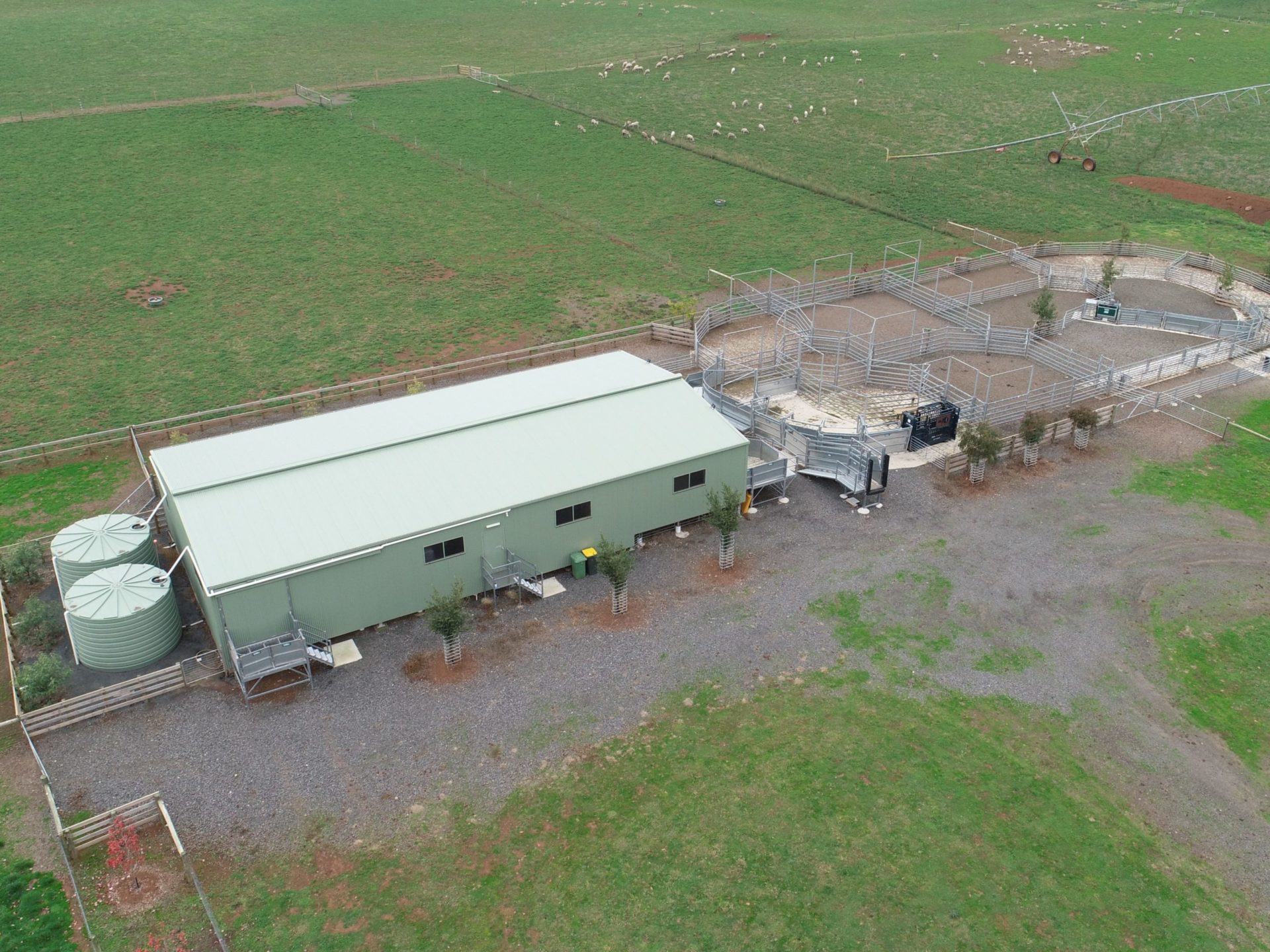 You are currently viewing 24m x 12m x 4m shearing shed
