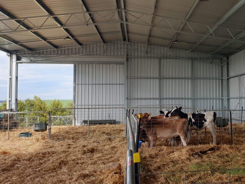 dairy shed and calf shed