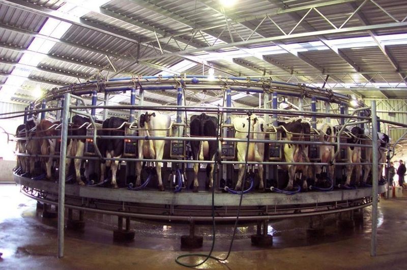 You are currently viewing 40 stand rotary dairy with open-web truss