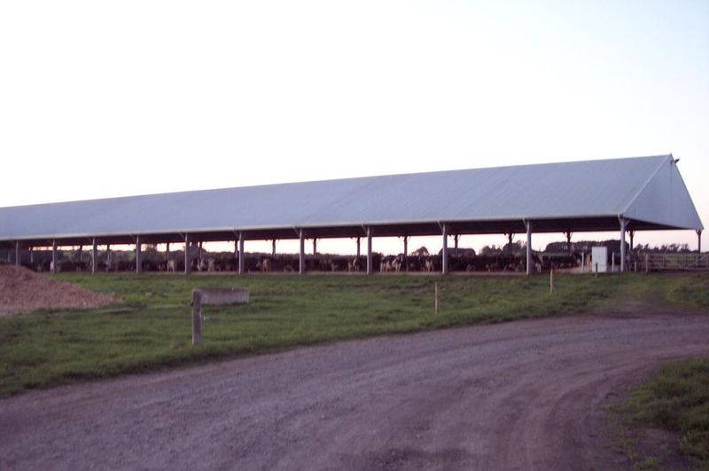 You are currently viewing 600 cow capacity feed barn with steep pitch for ventilation