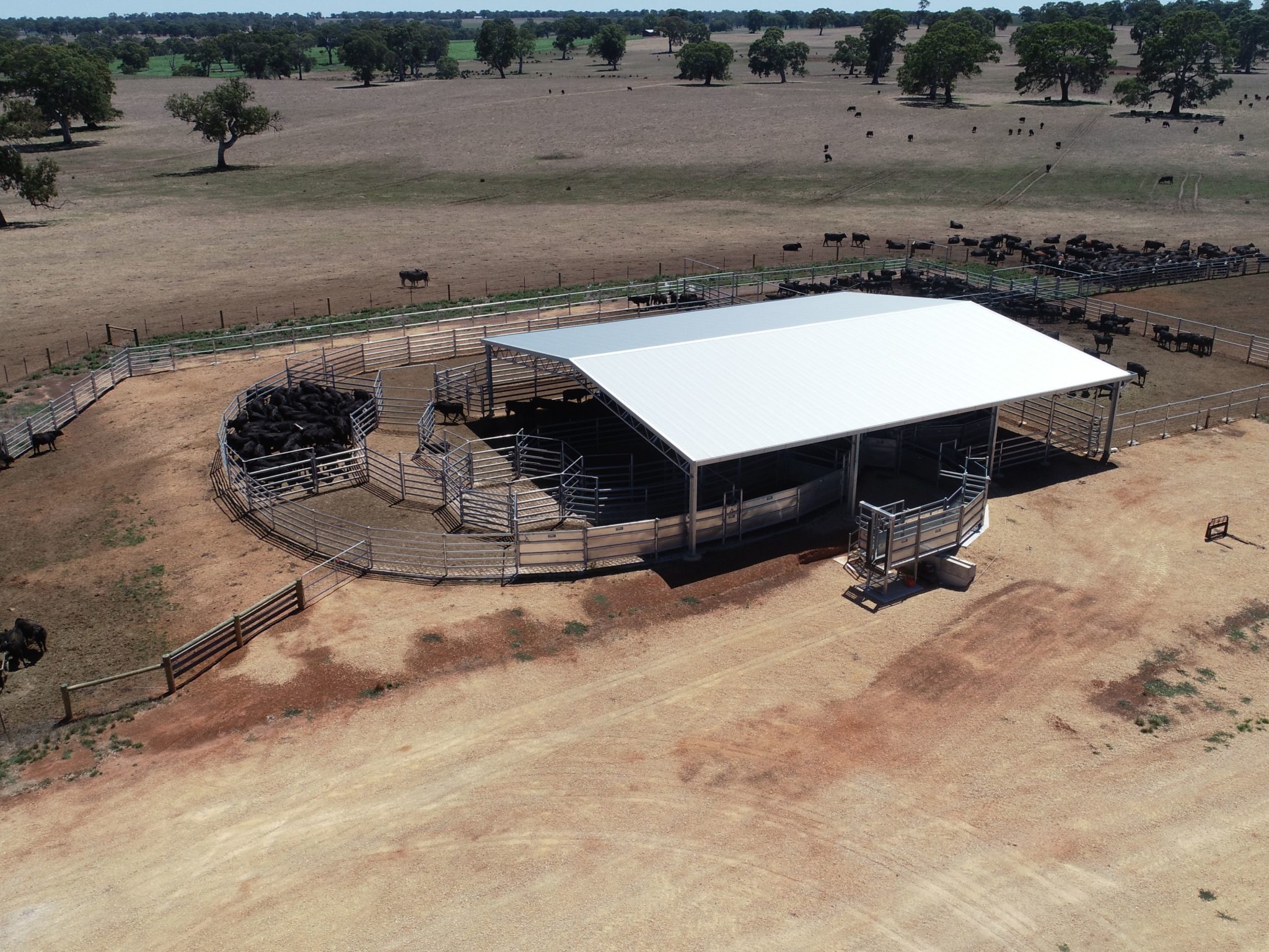 24m x 21m x 4m sheep yard cover - Action Steel