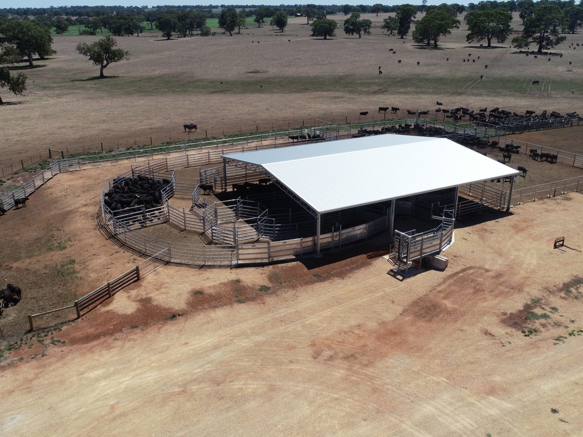 You are currently viewing 24m x 21m x 4m sheep yard cover