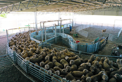 Action Steel Sheep Yard Cover with adjoining shearing shed
