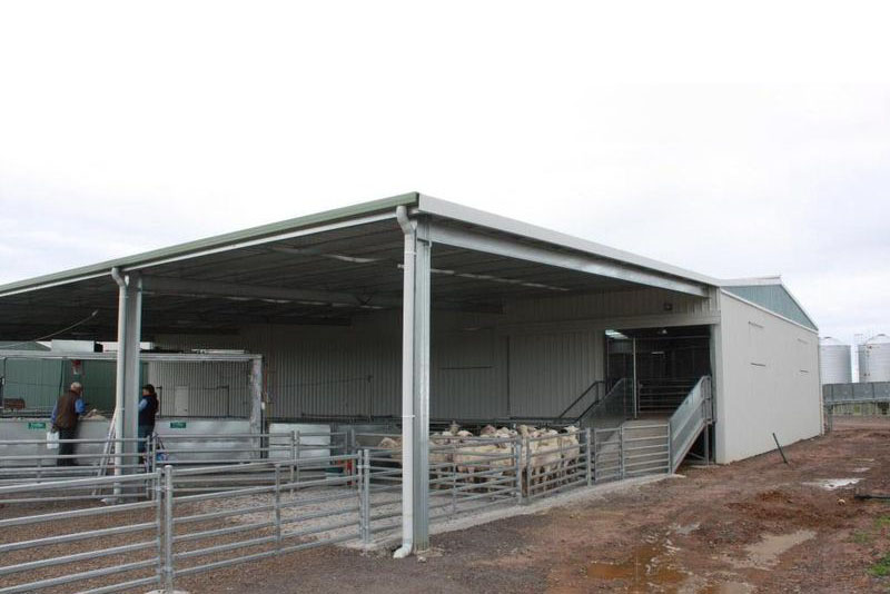 You are currently viewing Raised board shearing shed with covered yards