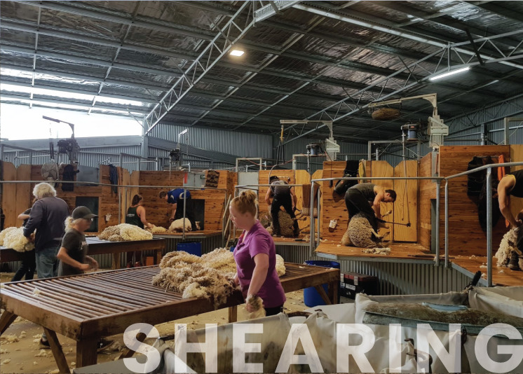 shearing shed