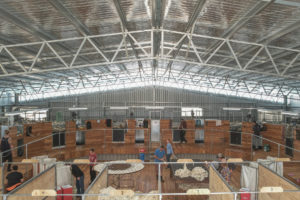cost to build a shearing shed