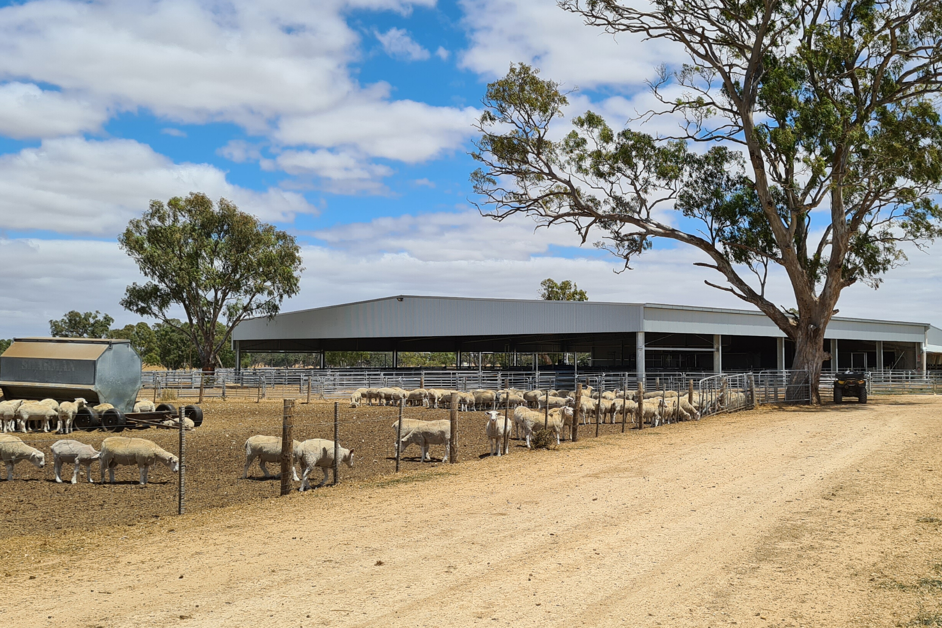 A 38m x 34m x 4.5m sheep yard cover at Kybybolite