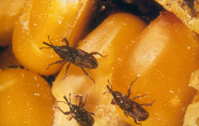 Grain storage pest - Grain weevils, Sitophilus sp.