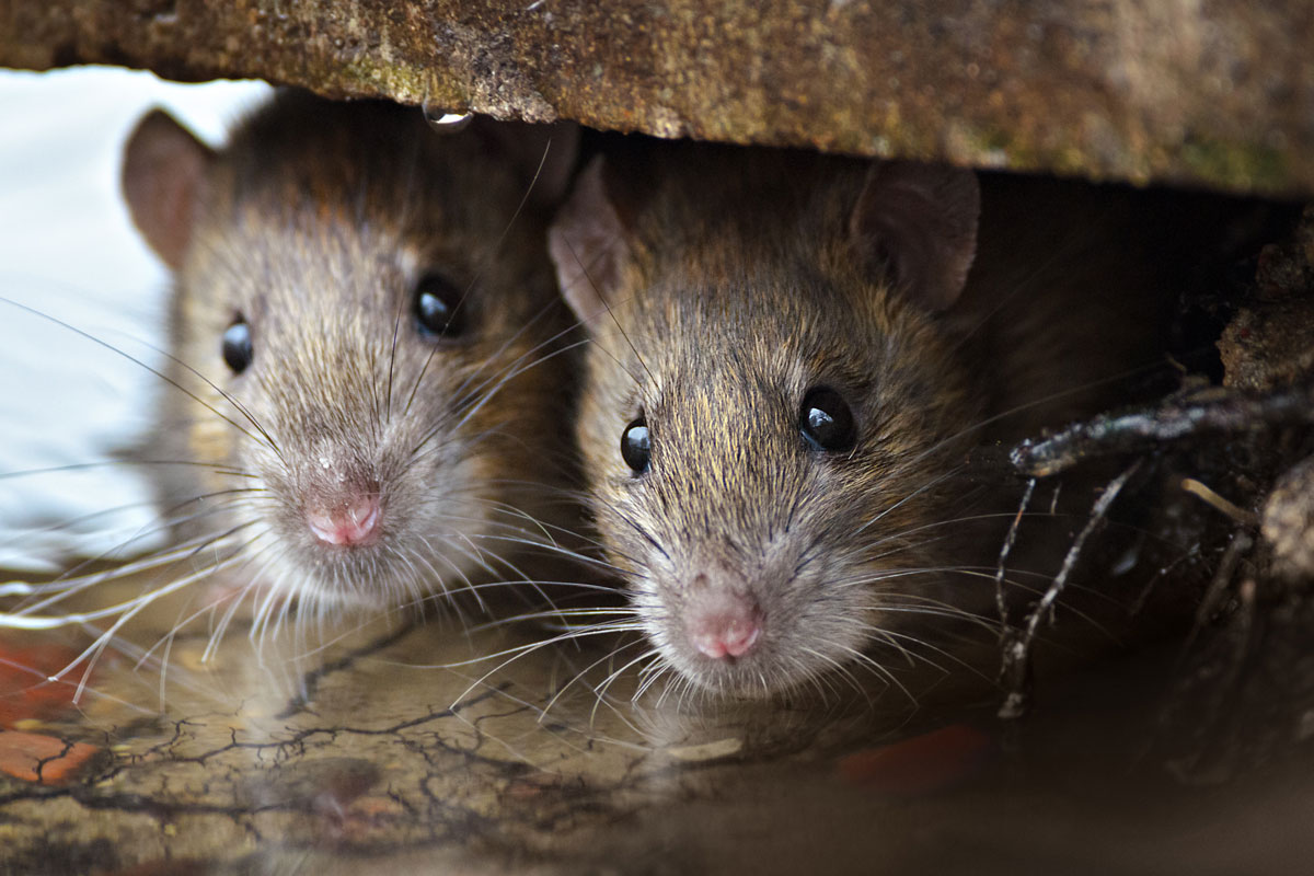 How to keep mice out of sheds