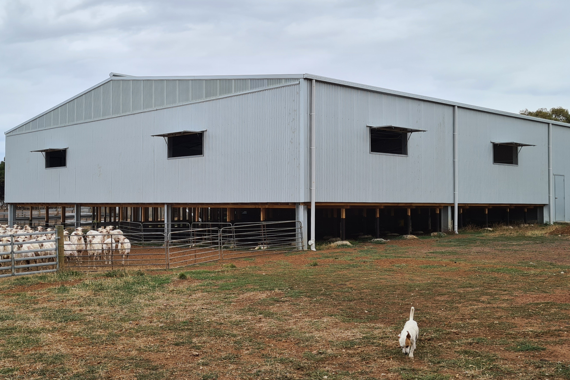 A 24m x 21m x 4.5m shearing shed at Tarrenlea VIC