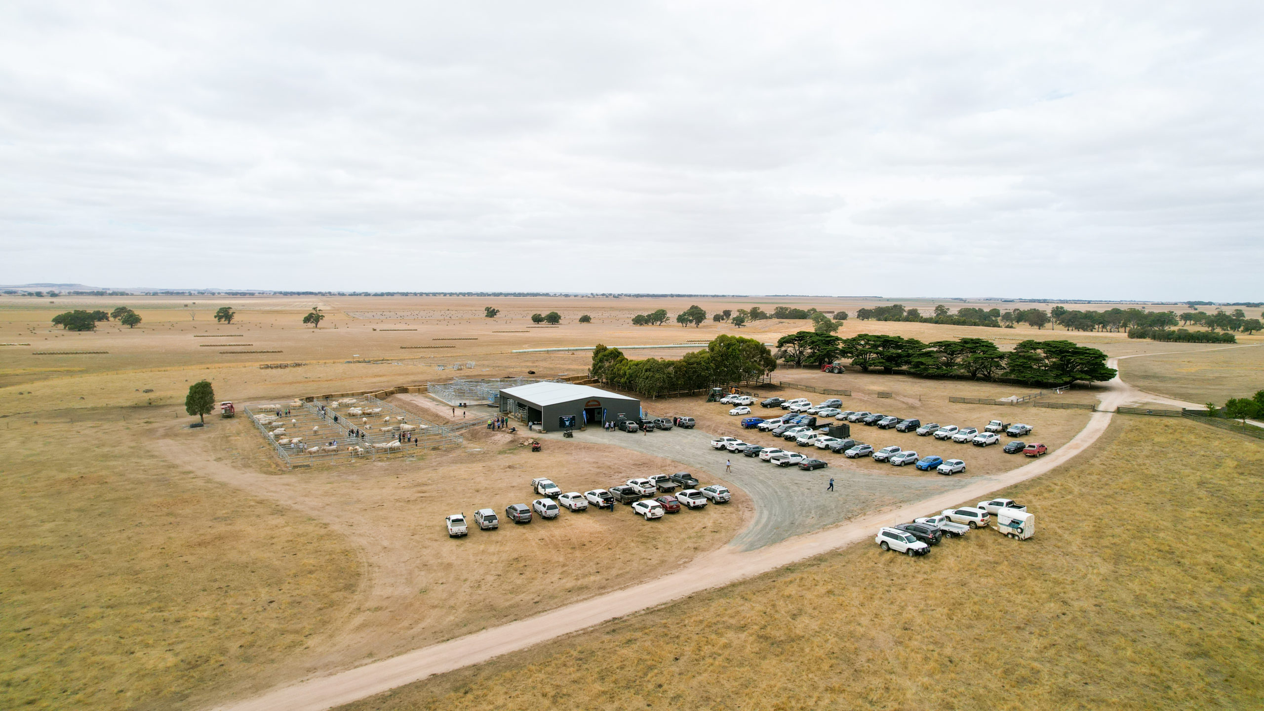 bull sale arena shed