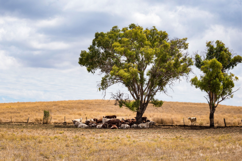 Shade For Cattle (2)