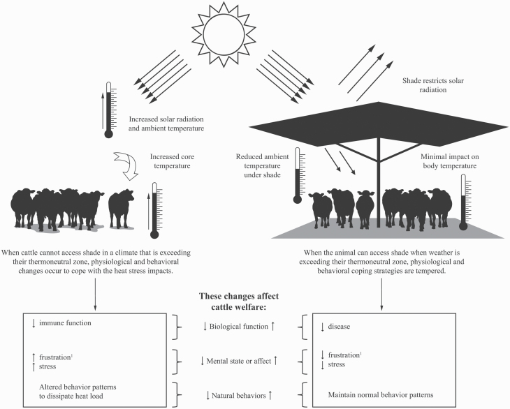 Shade for cattle benefits
