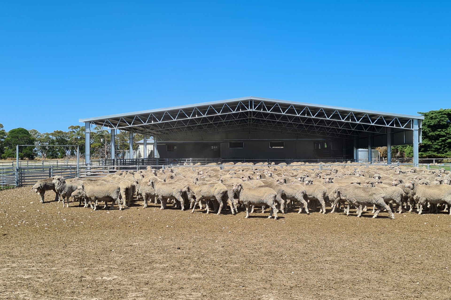 A 31m x 27m x 4.2m sheep yard cover at Marcollat SA