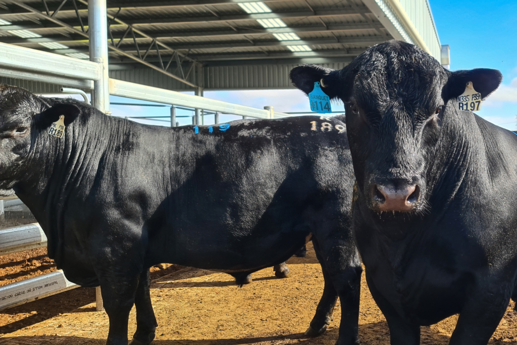 About Banquet Angus Bulls