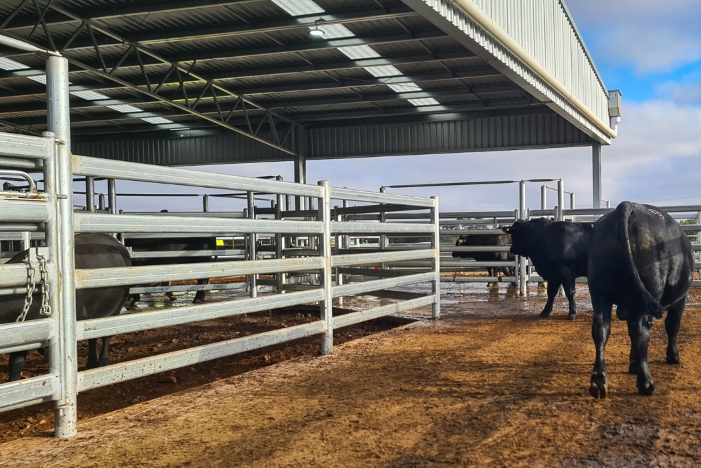 Undercover cattle yards with gable infill
