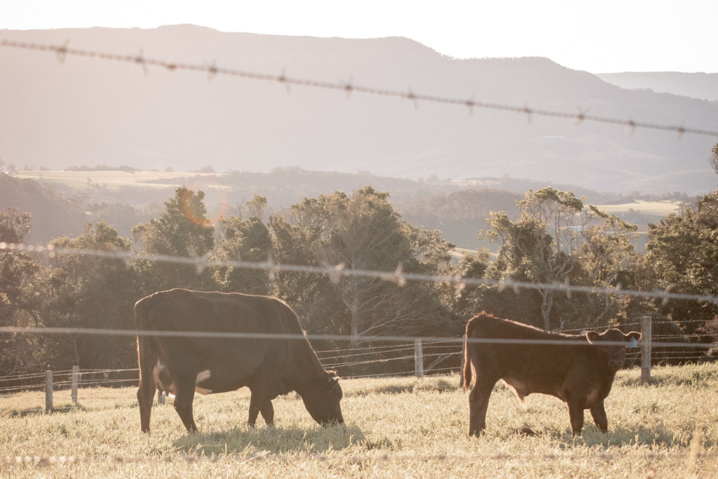 Cattle in pasture