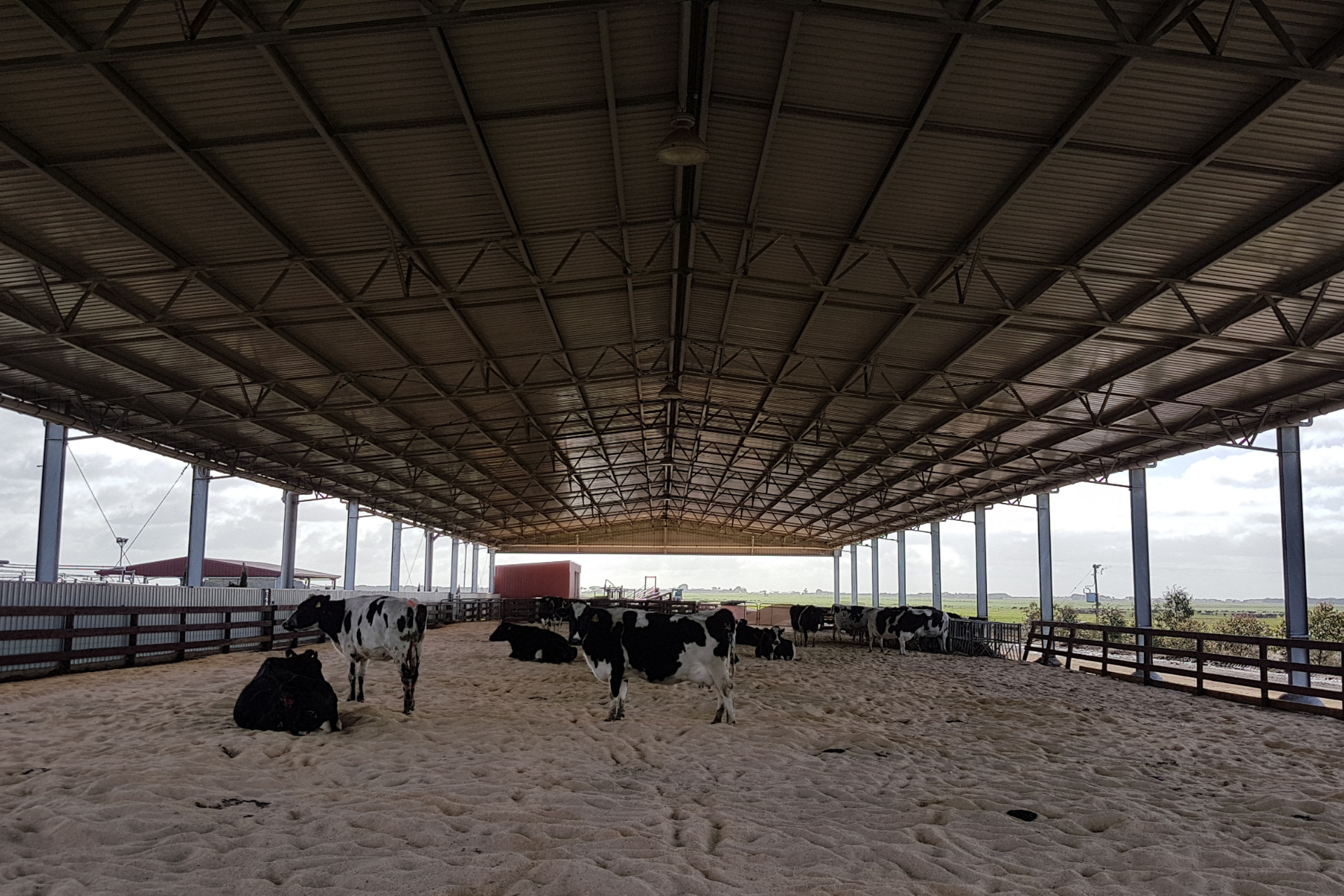 An 82.5m x 23m x 4.2m calving shelter at Grassmere VIC