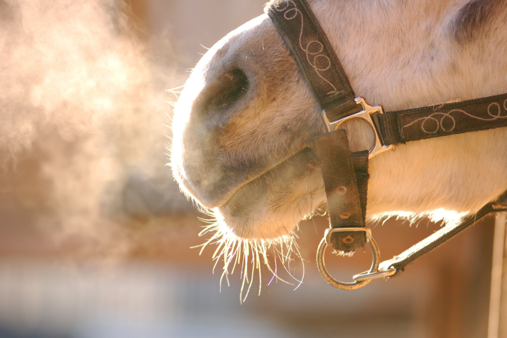 How Does Cold Weather Affect Horses