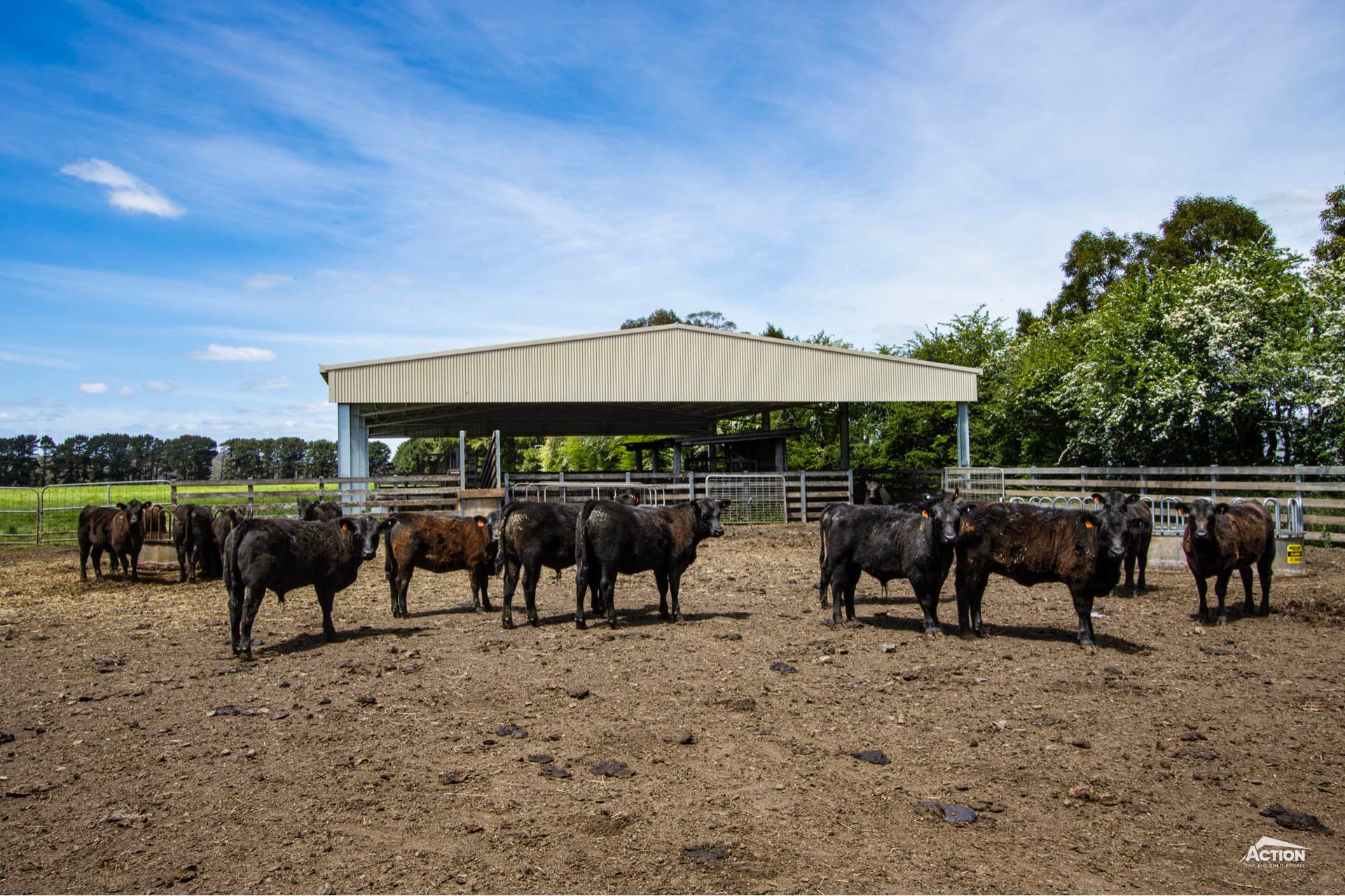 cost to cover cattle yards