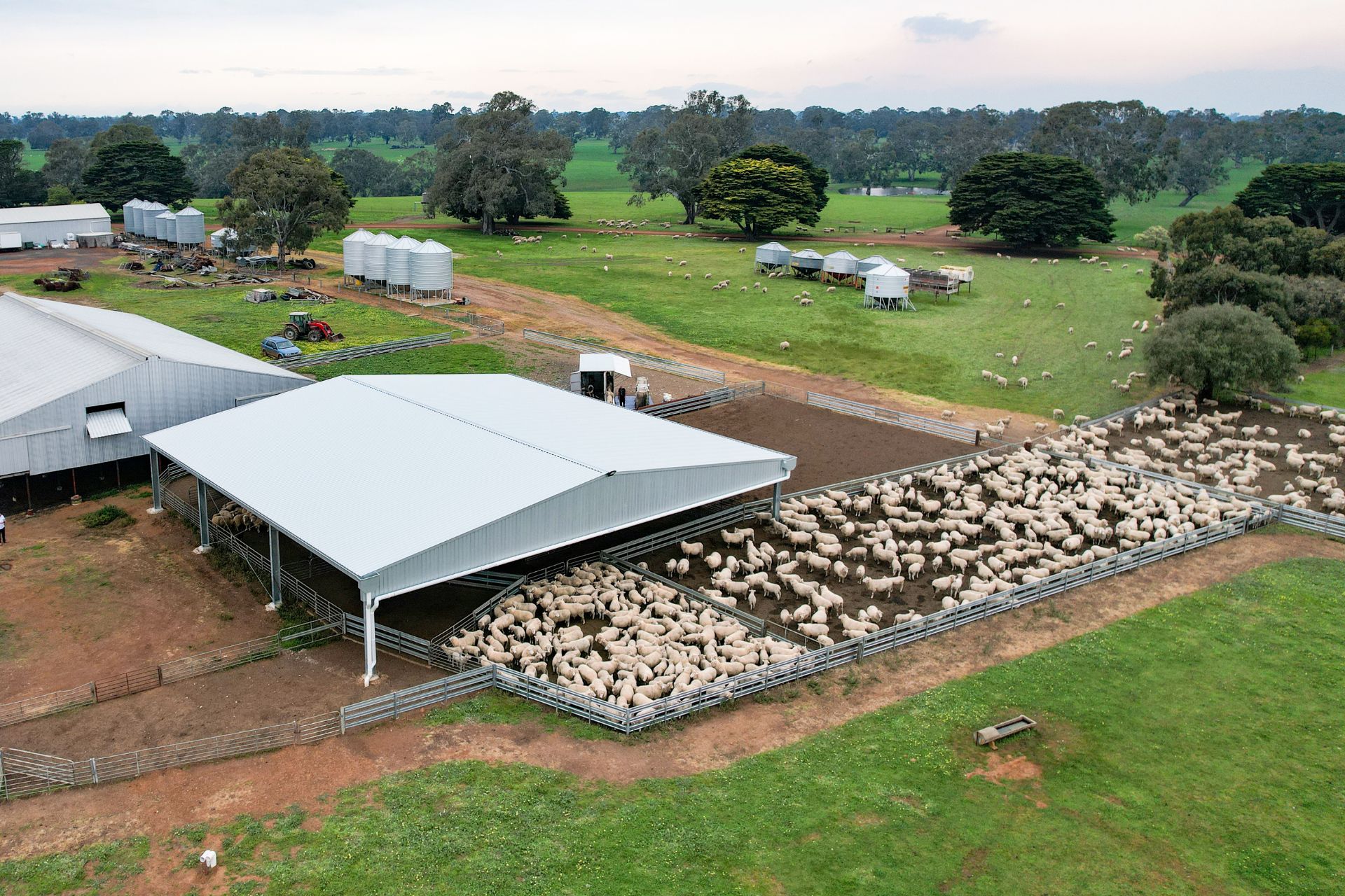 A 22.6m x 24m x 3.5m sheep yard cover at Culla VIC