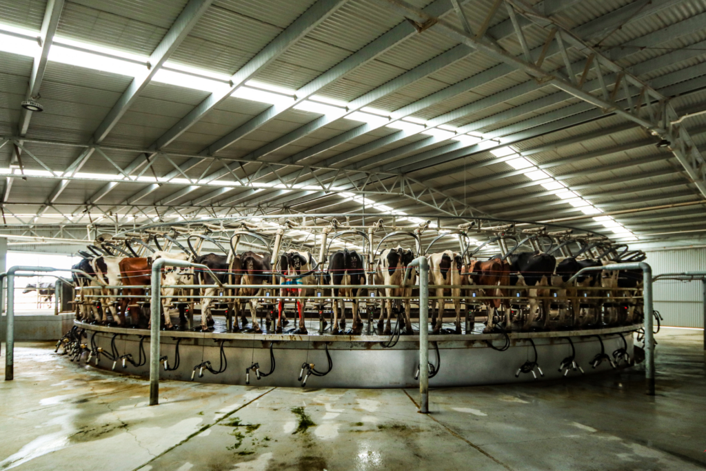 rotary dairy shed prices