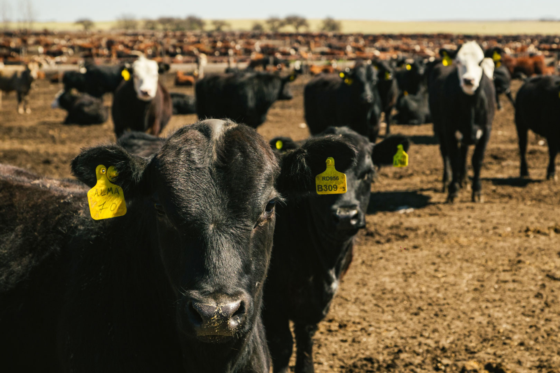 ALFA Shade Policy for Feedlots