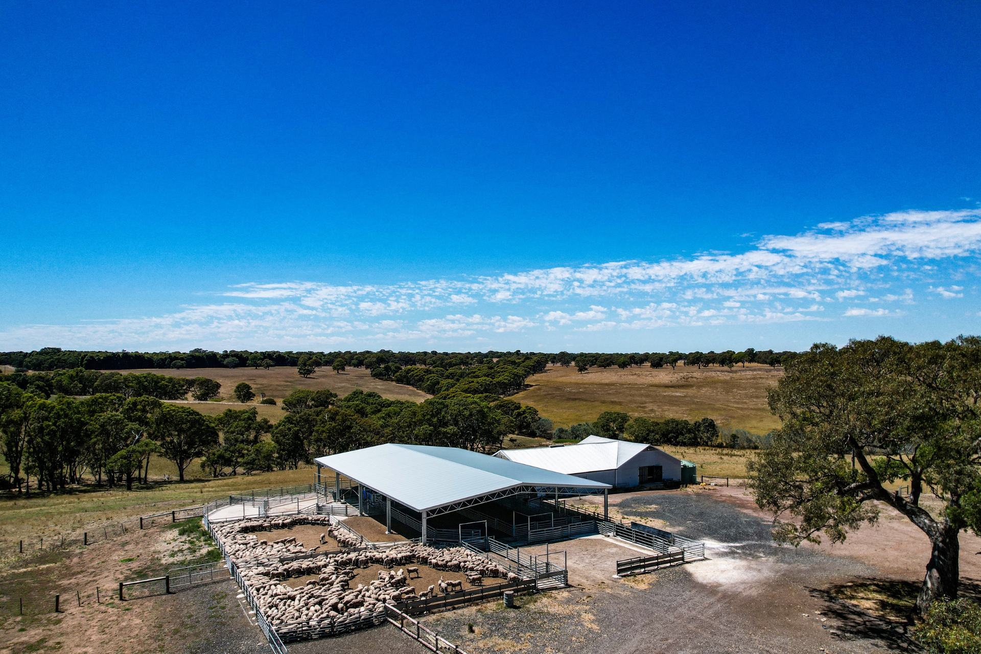 You are currently viewing 32m x 18m x 3.3m sheep yard cover
