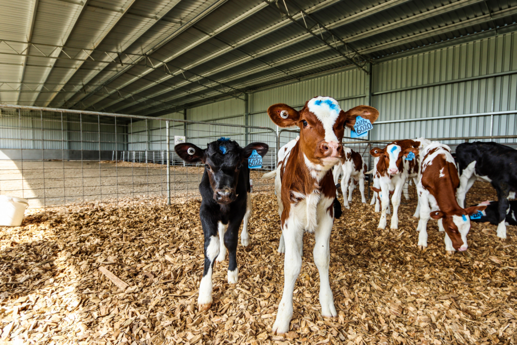 48m x 12m x 4.5m calf shed (1)