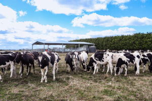 What Are The Benefits Of Covering Cattle Yards