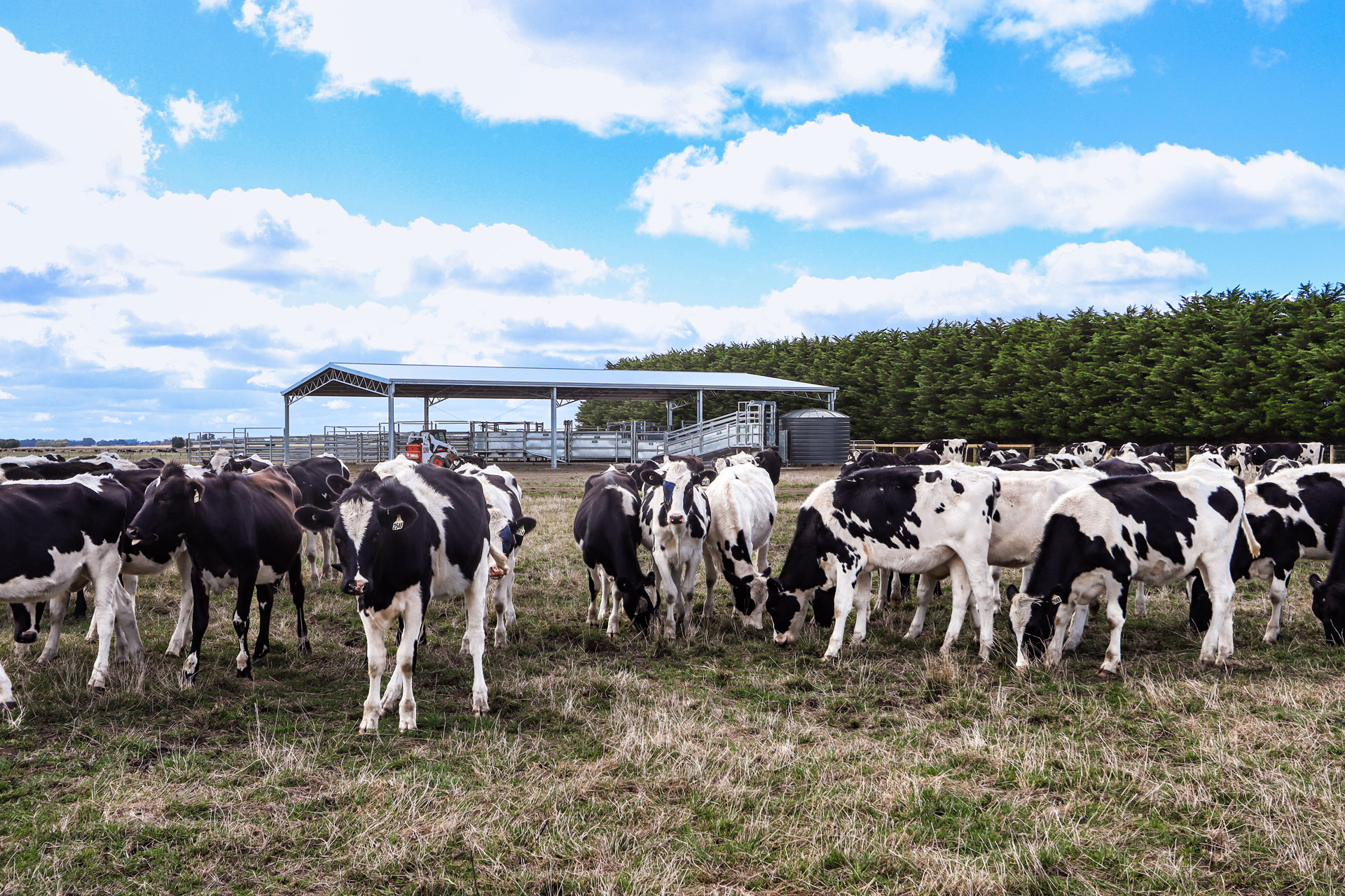 What Are The Benefits Of Covering Cattle Yards