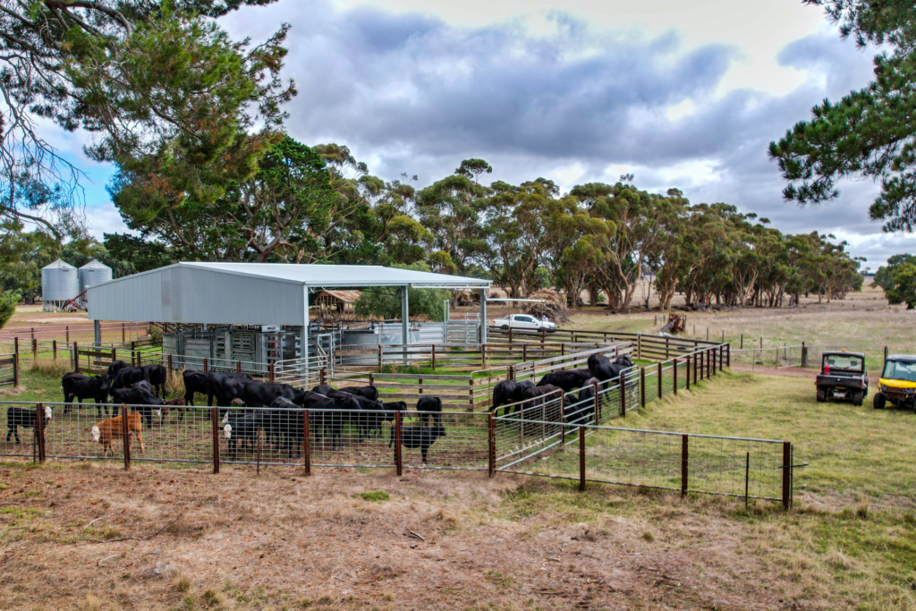 What Are The Benefits Of Covering Cattle Yards - Project (1)