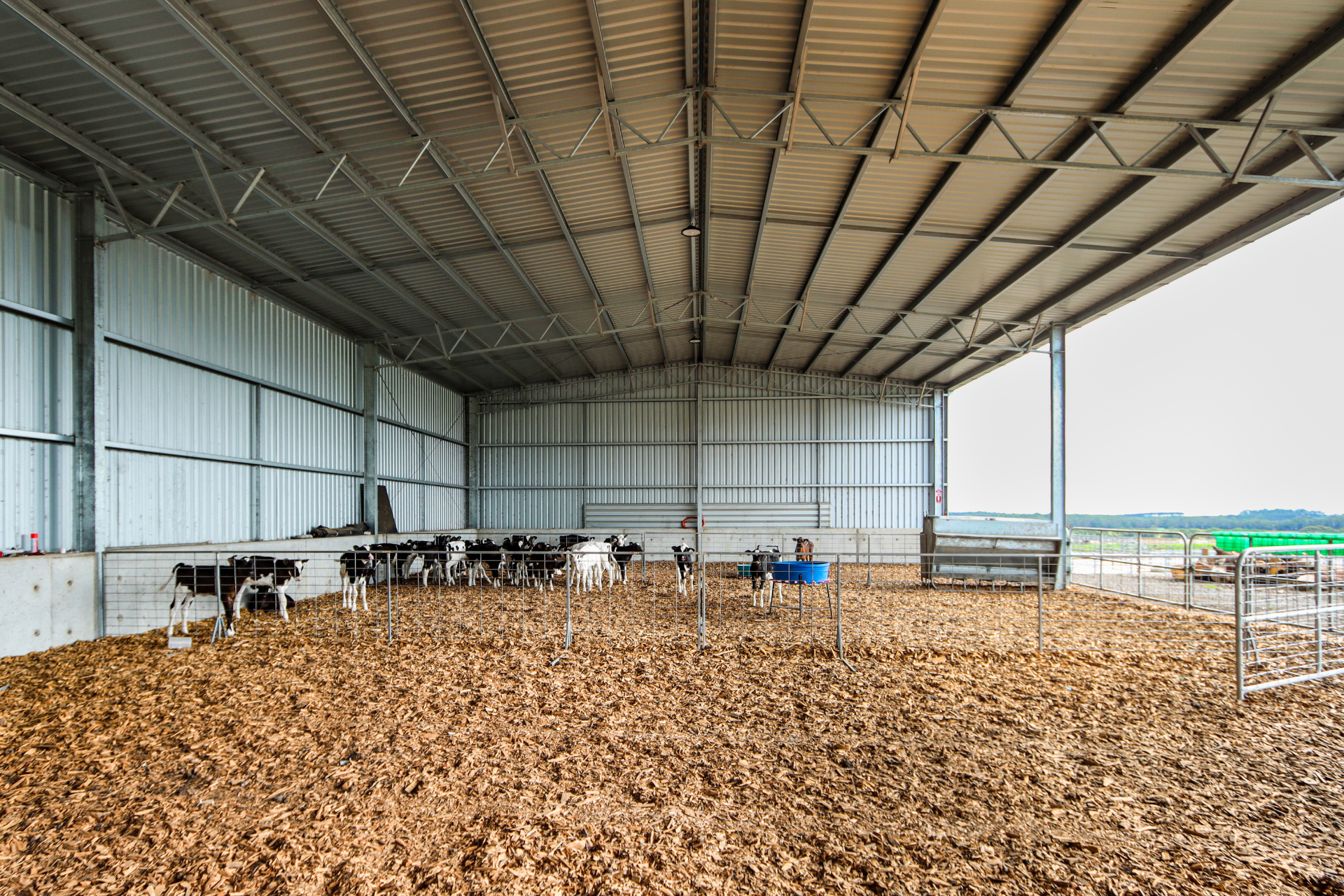 A 64m x 15m x 5.5m calf shed at Irrewillipie - Internal