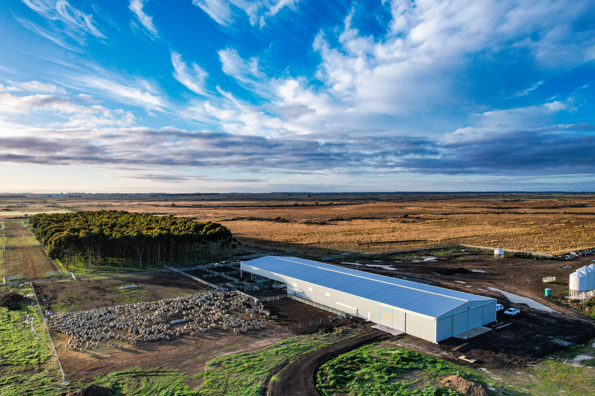 You are currently viewing 88m x 24m x 5.5m shearing shed complex