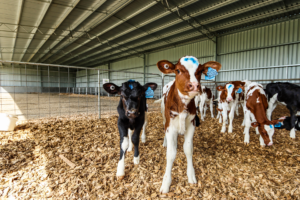 Calf Shed Design