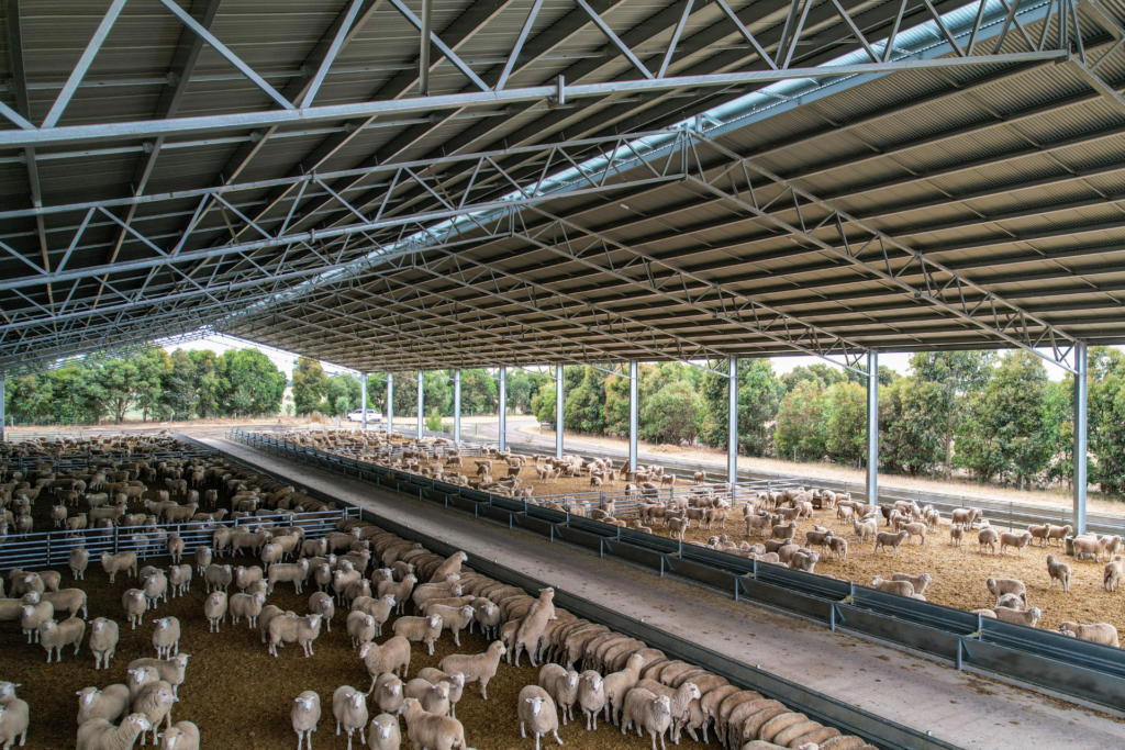 Lamb Feedlot Cover - Gallery 3